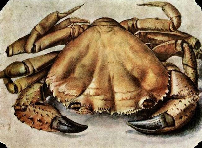 Albrecht Durer Lobster china oil painting image
